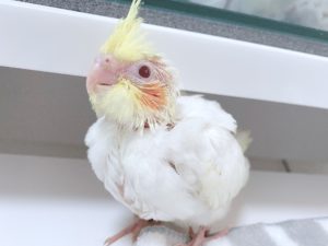 オカメインコルチノーの雛